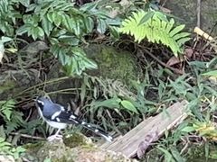 -四会奇石河风景区
