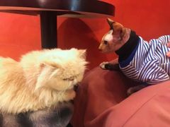 -猫色咖啡·猫咖