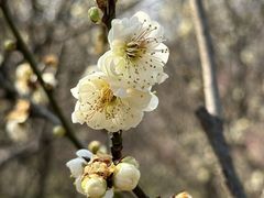 -梅花山(明孝陵内)