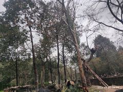-都江堰中华大熊猫苑