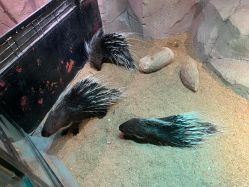 -酷嗒动物文化乐园(cutezoo西溪乐天城店)