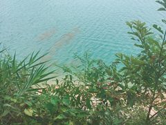 -广州市流溪河国家森林公园