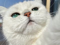 -欣宠猫屋·矮脚拿破仑·蓝金金渐层