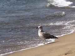 -小巴塞罗那海滩