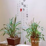 海边不只有海鲜，也可以古风品茗