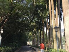 -银湖山郊野公园-相思林