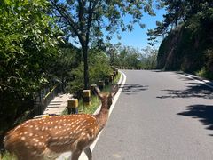 -大连森林动物园