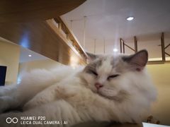 -滚猫咖啡·猫咖·猫友好撸猫(未来城店)