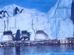 -大连老虎滩海洋公园