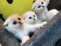 -喵zoo家庭繁育猫舍(尖东智能花园店)