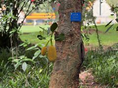 -中国科学院西双版纳热带植物园