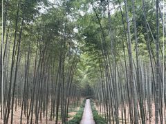 -大奇山国家森林公园