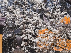 -灵谷景区