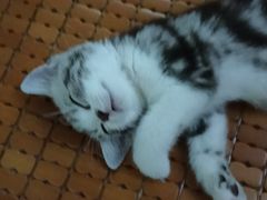 -lincat·猫舍(广州店)