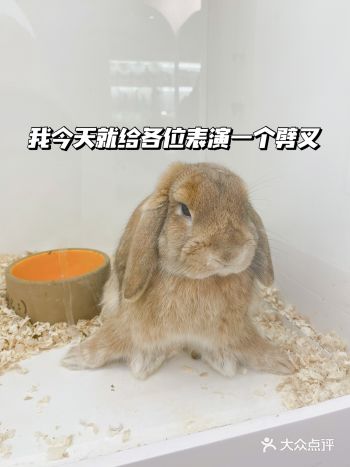 今天来看毛兔| 兔兔这么可爱可惜不能吃