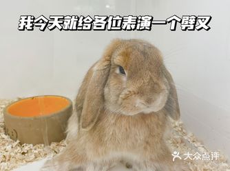 今天来看毛兔| 兔兔这么可爱可惜不能吃