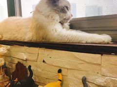 -猫在这儿猫咪咖啡馆·撸猫馆