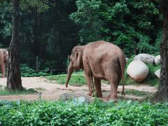 -麒麟中餐厅·经典粤菜·地道菜式老字号(广州长隆酒店)