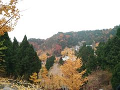 -遵化市禅林寺古银杏风景园