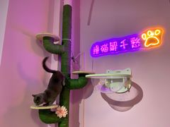 -70cat德文卷毛猫·缅因猫纯种猫舍