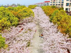 -高东镇樱花园