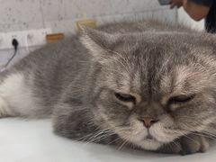 -喵园·猫主题咖啡厅·撸猫·猫咖(国贸店)