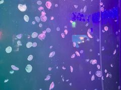 -太平洋海底世界