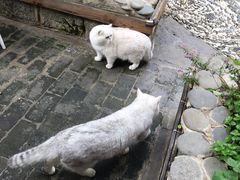 -喵屿·大理花园猫咖