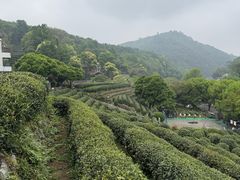 -十八棵（老龙井）御茶园(老龙井店)