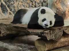 -海南热带野生动植物园