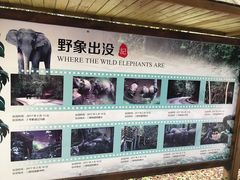 -野象谷景区
