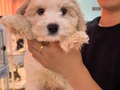 -翊宠yipet猫狗购宠庄园犬舍•猫舍