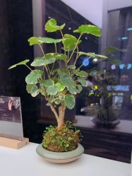 点击看大图 -菲·木田moontin造型salon