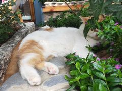 -喵屿·大理花园猫咖