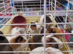 -钓仓鼠(洋桥北里小区店)