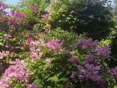 -曼听御花园