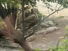 -大连森林动物园