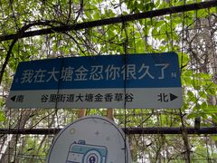 -大塘金香草谷