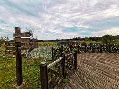 -上海海湾国家森林公园