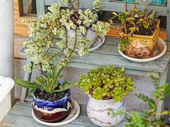 -Fruiffee Cafe 果啡派