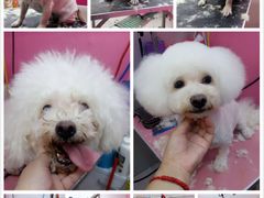 -爱宠屋pet shop·宠物洗澡·宠物美容