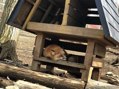 -宫城藏王狐狸村