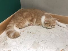 -飞行喵MR PILOT|猫舍·猫咖(静安大融城店)