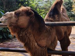 -海南热带野生动植物园