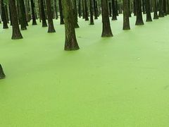 -渌洋湖湿地公园