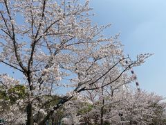 -顾村公园