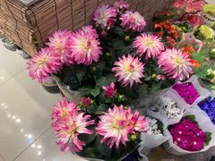 -双季花艺园艺市场(浦东店)
