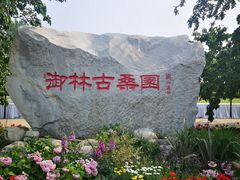 -御林古桑园