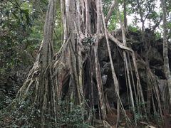 -中国科学院西双版纳热带植物园