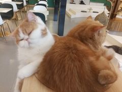 -飞行喵MR PILOT|猫舍·猫咖(静安大融城店)